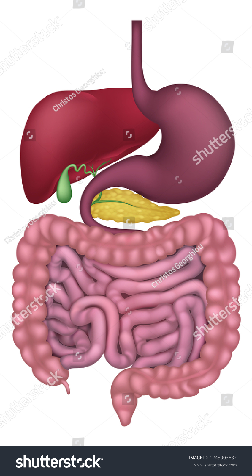 3,438 Intestinal gland Images, Stock Photos & Vectors | Shutterstock