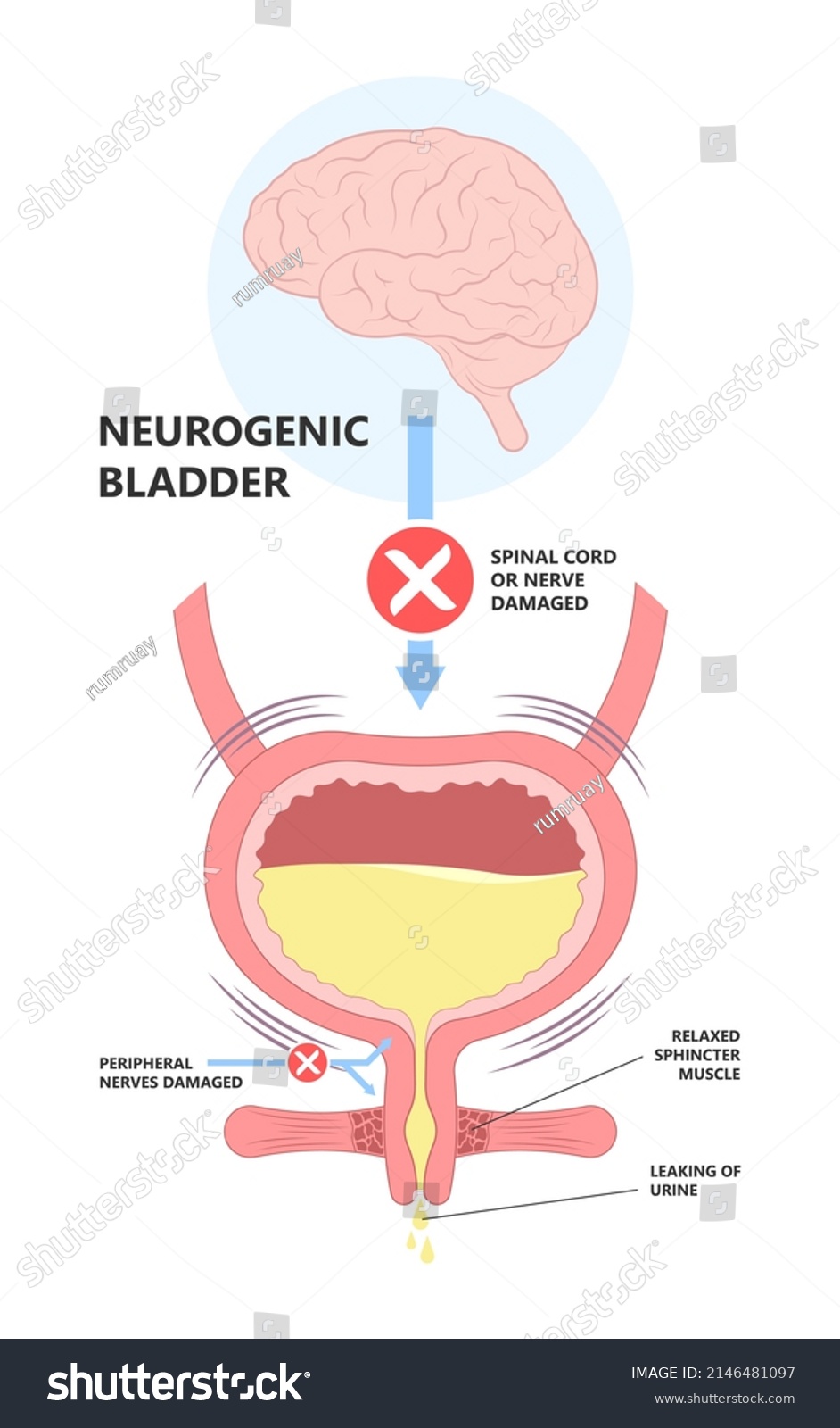 Medical Diagram Brain Nervous Control Urination Stock Vector (Royalty