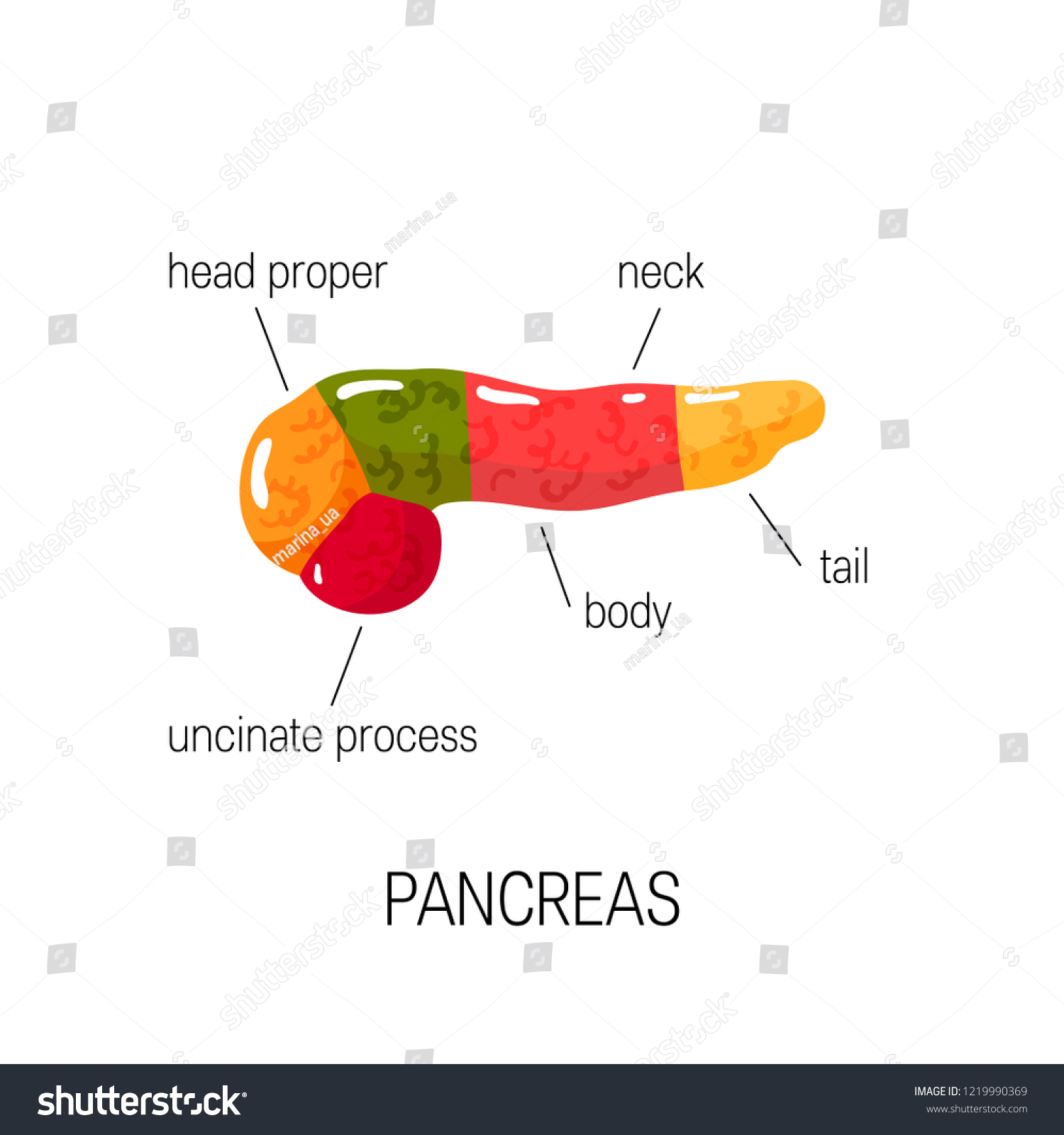 Medical Diagram Pancreas Simple Vector Illustration: เวกเตอร์สต็อก ...