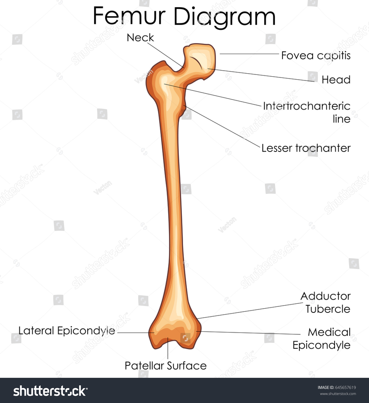 medical education chart biology femur bone Stock Vector (Royalty Free