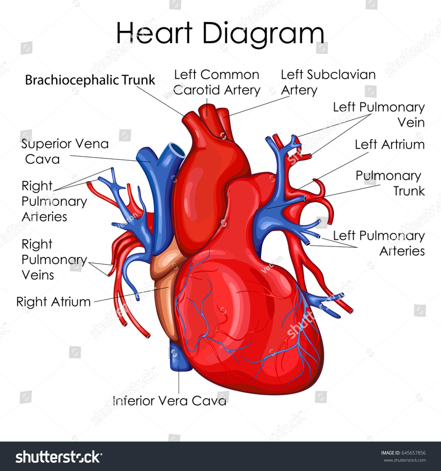 Medical Education Chart Biology Heart Diagram Stock Vector ...