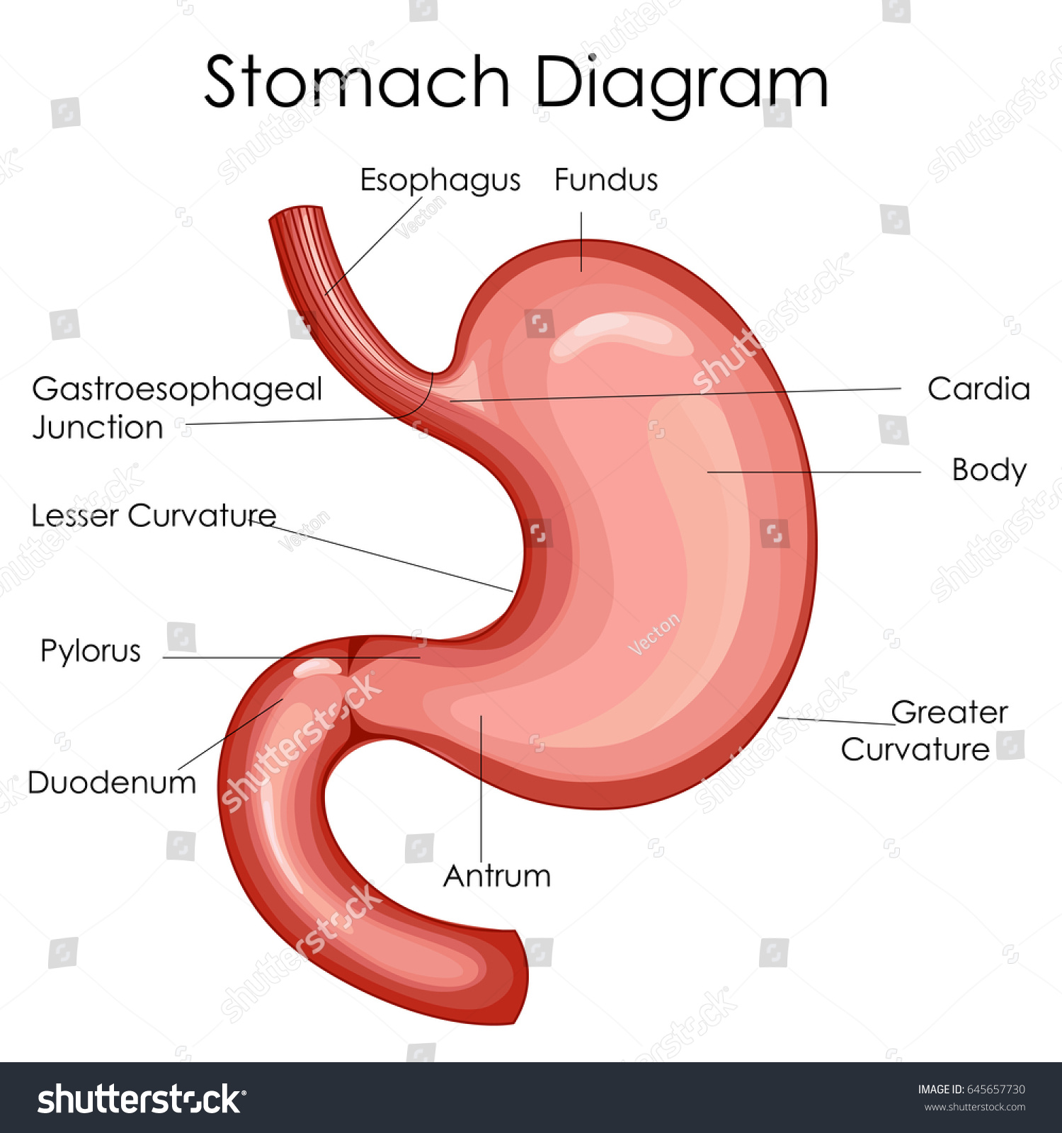 11,649 Stomach and duodenum Images, Stock Photos & Vectors | Shutterstock