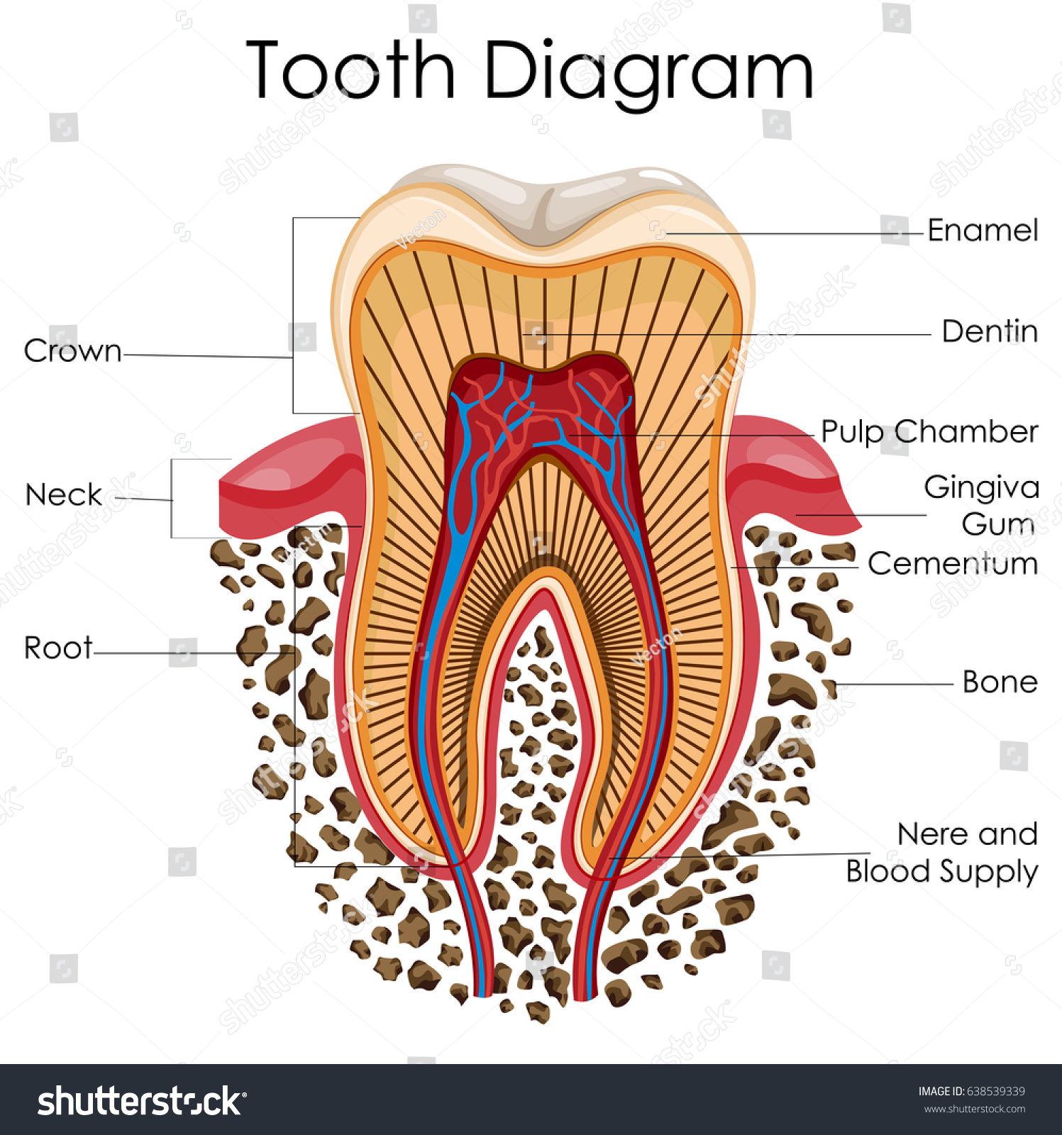 tooth anatomy chart chart paketsusudomba co possum hollow bore guide chart