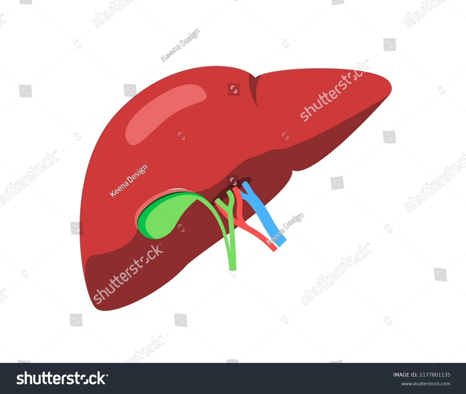 Medical Illustration Liver Gallbladder Bile Ducts Stock Vector (Royalty ...