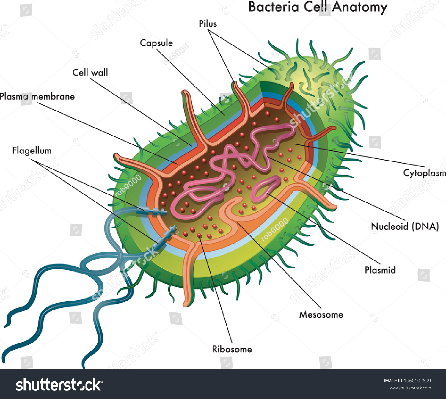 995 Bacterial cell diagram Images, Stock Photos & Vectors | Shutterstock