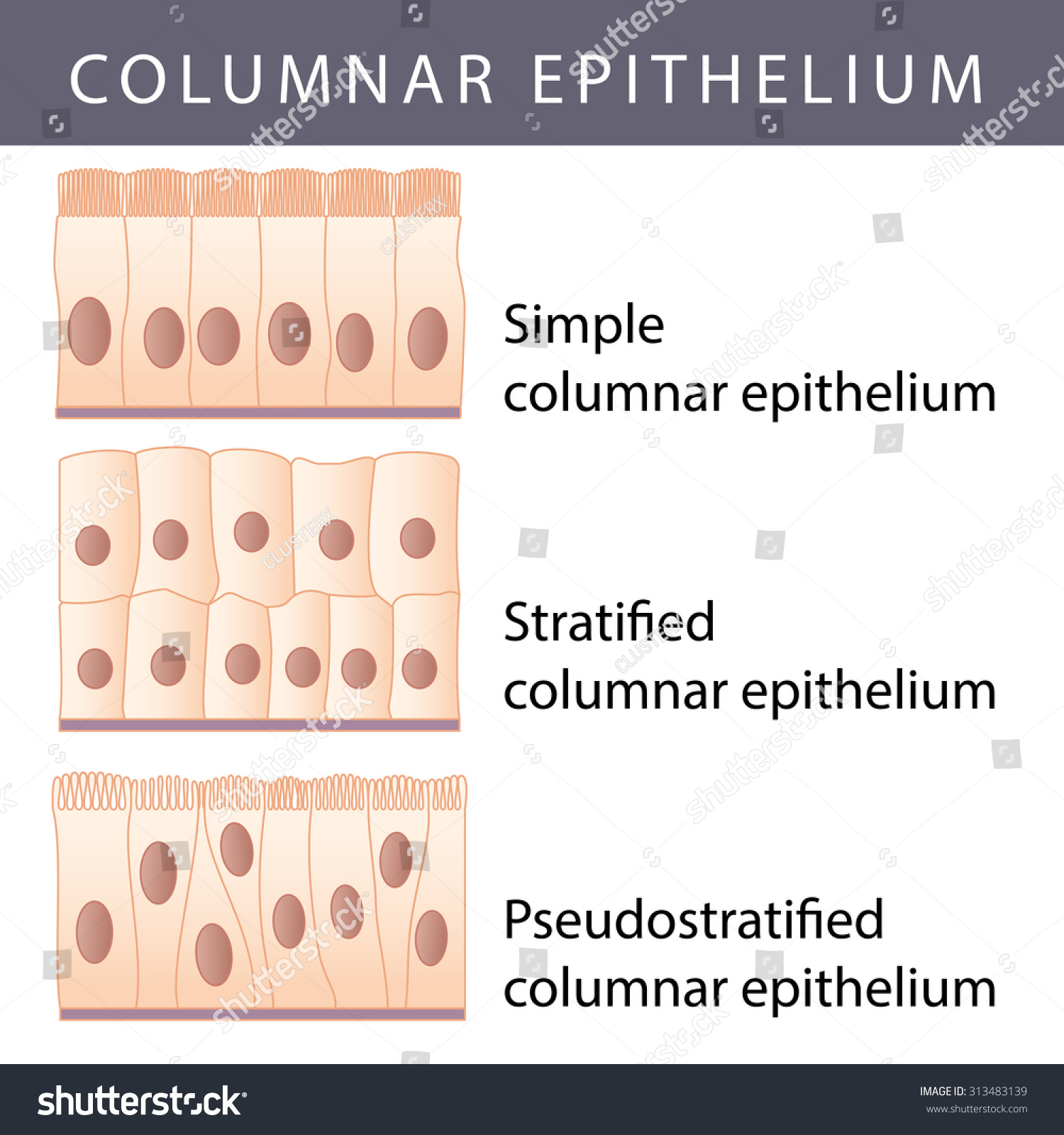 Medical Illustration Different Epithelium Structure Types Stock Vector ...