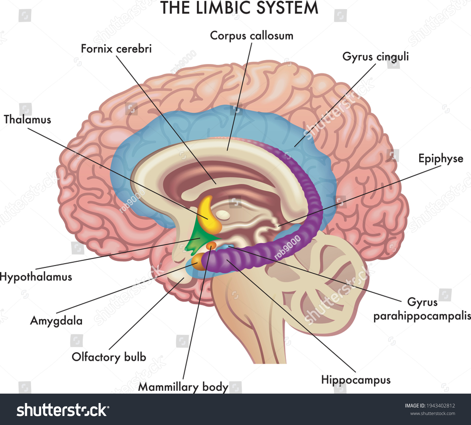 SVG of Medical illustration shows the major organs of the Limbic System of the human brain, with annotations. svg