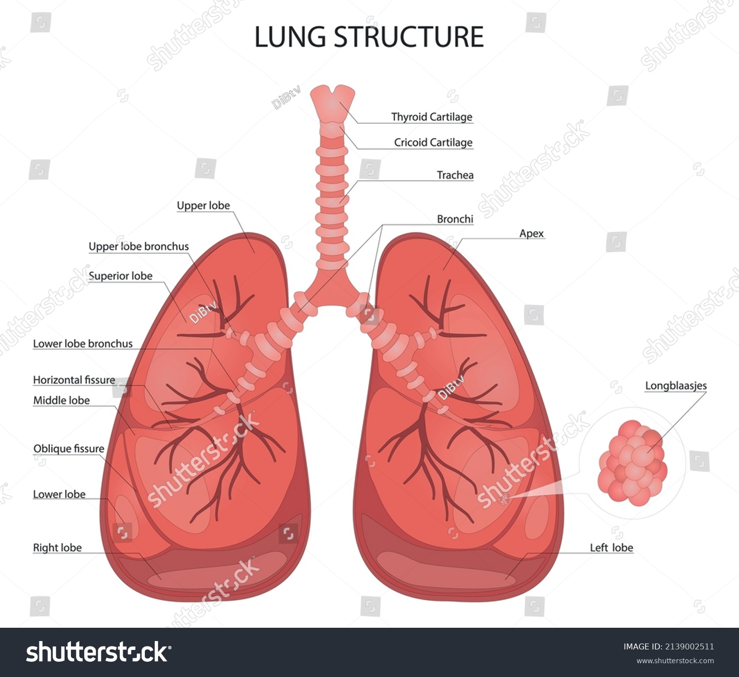 Medical Structure Lungs Structure Human Lungs Stock Vector (Royalty ...