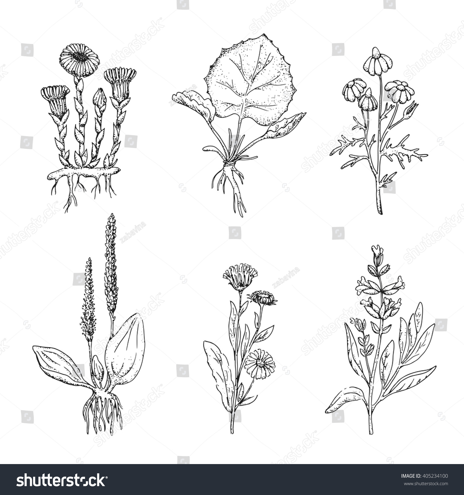 Medicinal Pharmacy Herbs. Set Vector Vintage Wild Healing Flowers ...