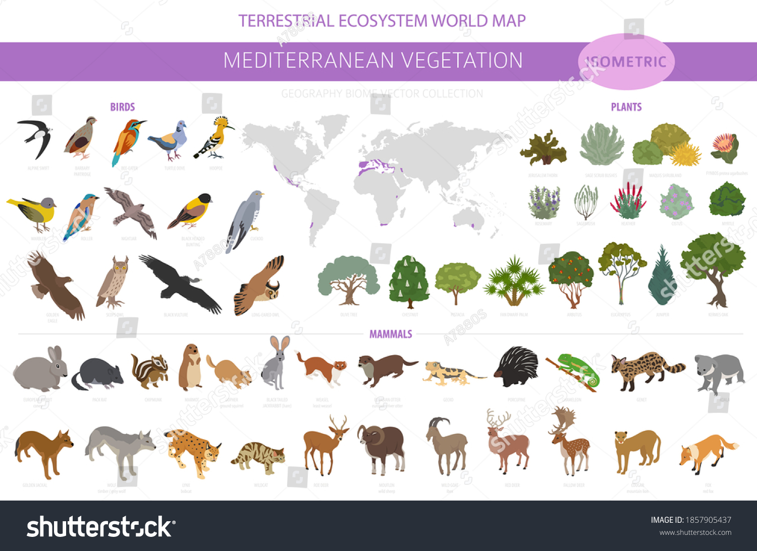 SVG of Mediterranean vegetation biome, natural region infographic. Terrestrial ecosystem world map. Animals, birds and vegetations isometric design set. Vector illustration svg