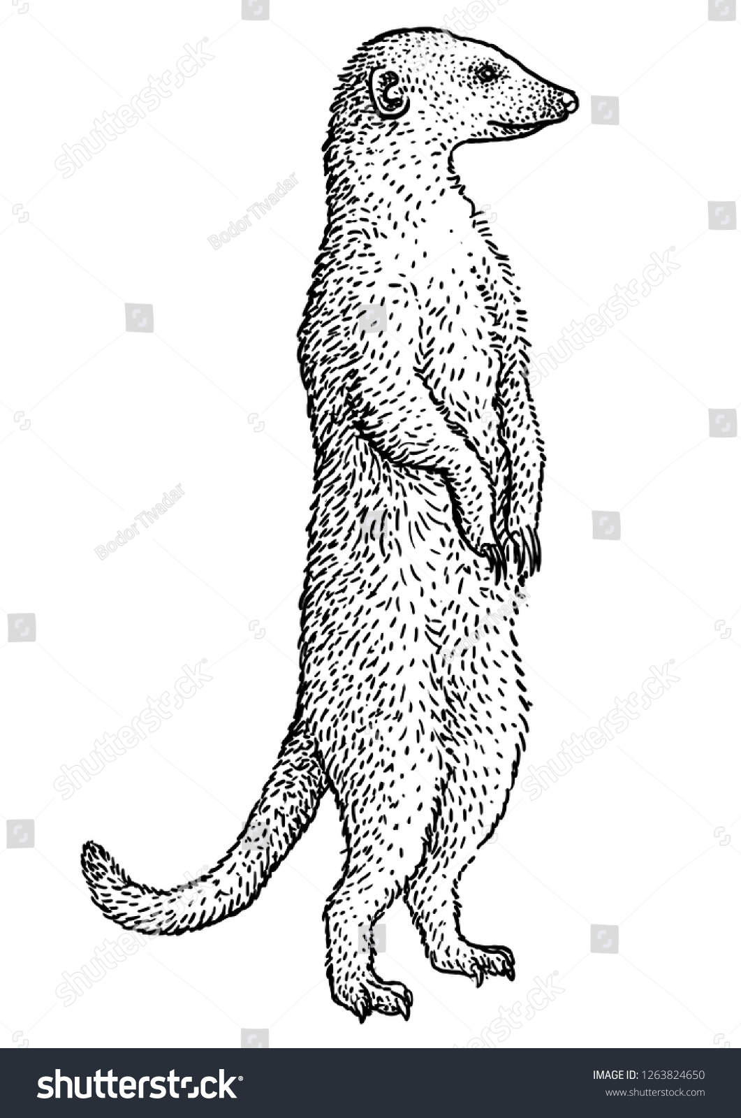 Meerkat Suricate Illustration De Suricata Dessin Image Vectorielle De Stock Libre De Droits