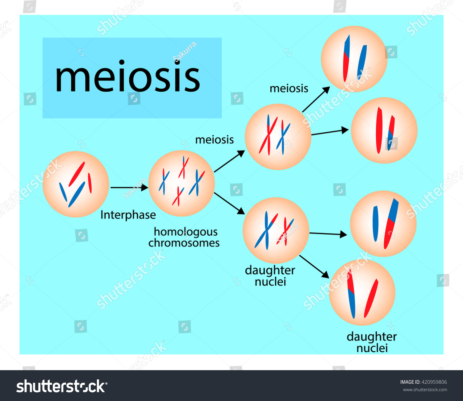 Meiosis Stock Vector 420959806 - Shutterstock