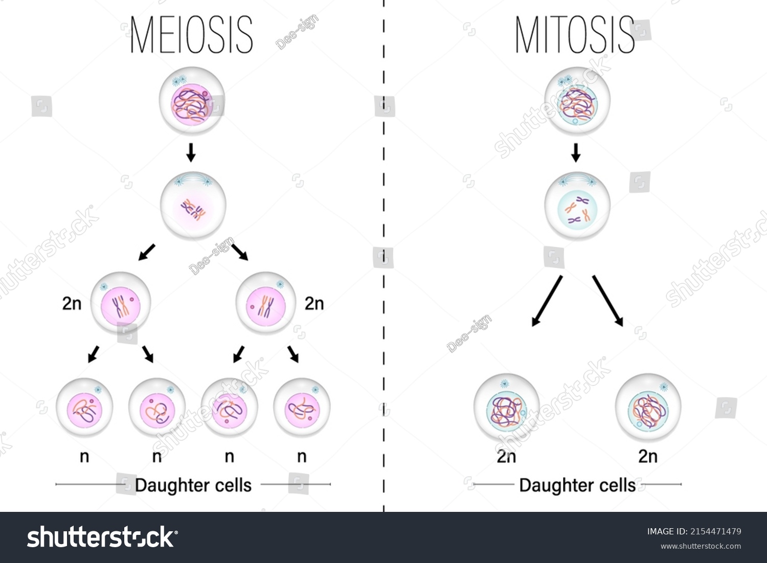 Meiosis Y Vector De Diagrama De Vector De Stock Libre De Regalías 2154471479 Shutterstock 8505