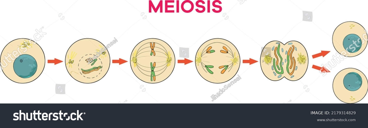 Meiosis Stages Be Used Science Biology Stock Vector (Royalty Free ...