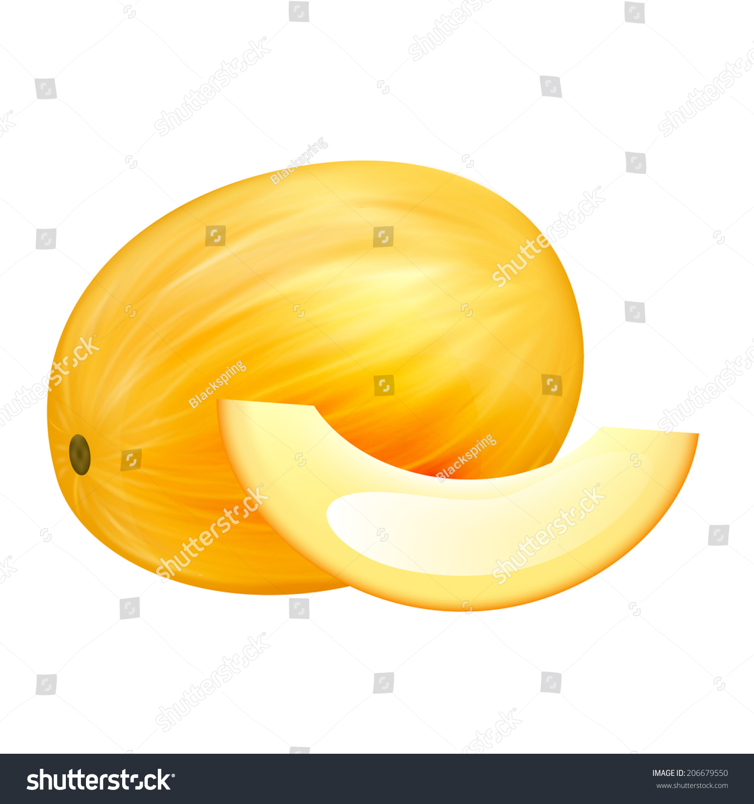 Melon Stock Vector Illustration 206679550 : Shutterstock