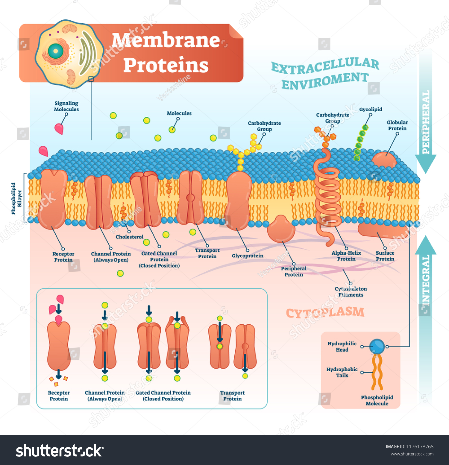 Membrane Proteins Labeled Vector Illustration Detailed: Vector Có Sẵn ...