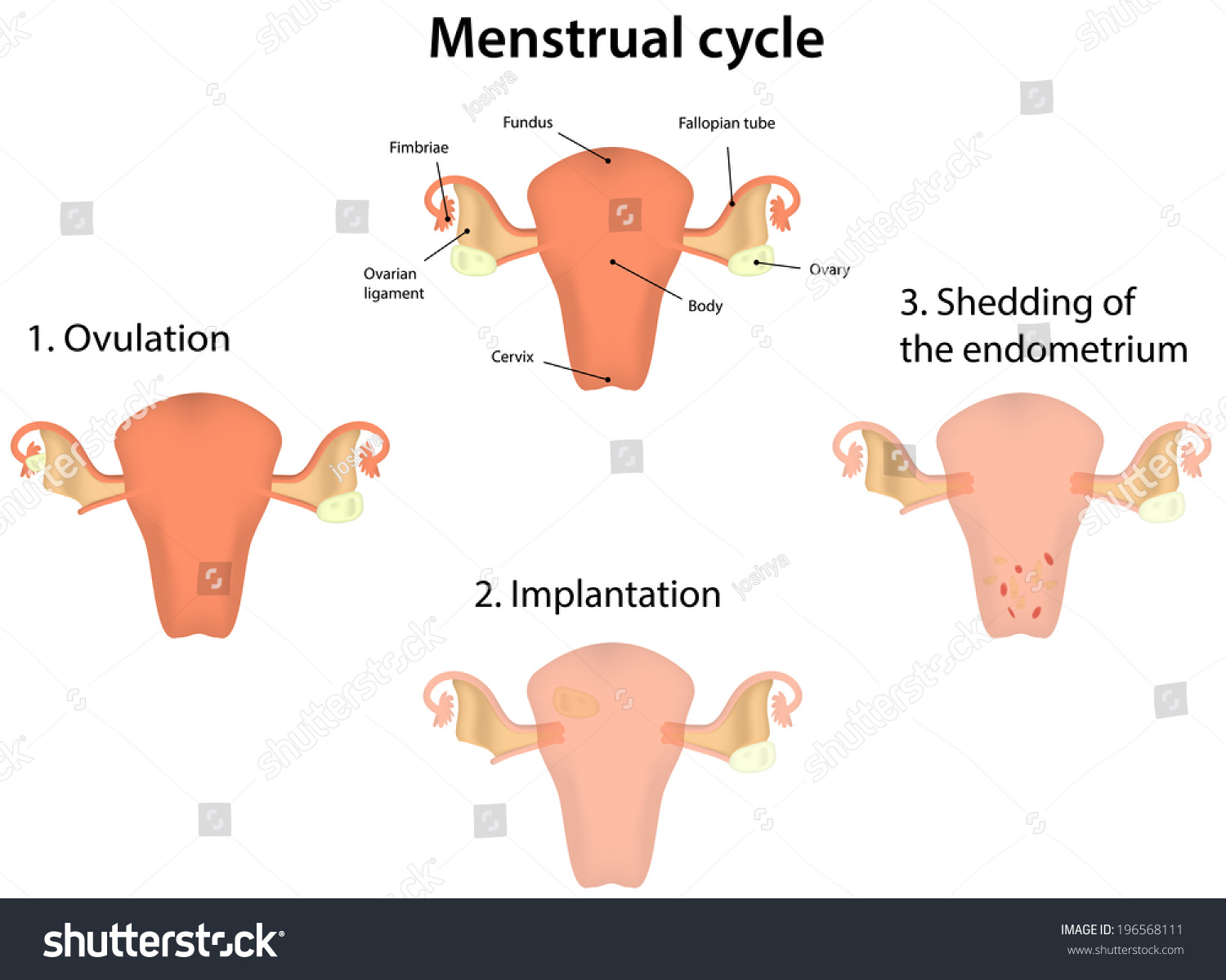 What Are The Four Phases Of The Menstrual Cycle Menstrual