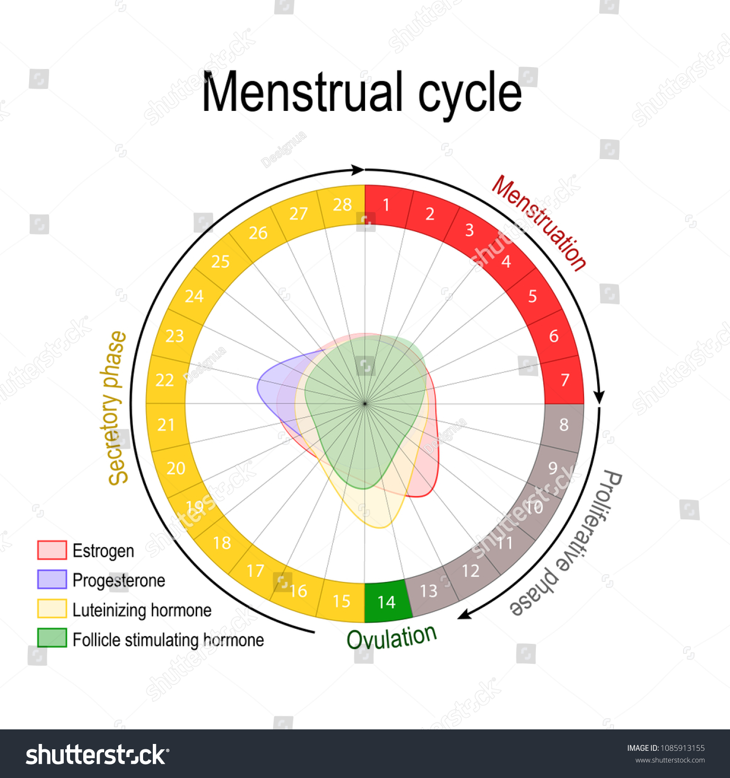 Menstrual Cycle Hormone Level Ovarian Cycle Stock Vector Royalty Free 1085913155 3314