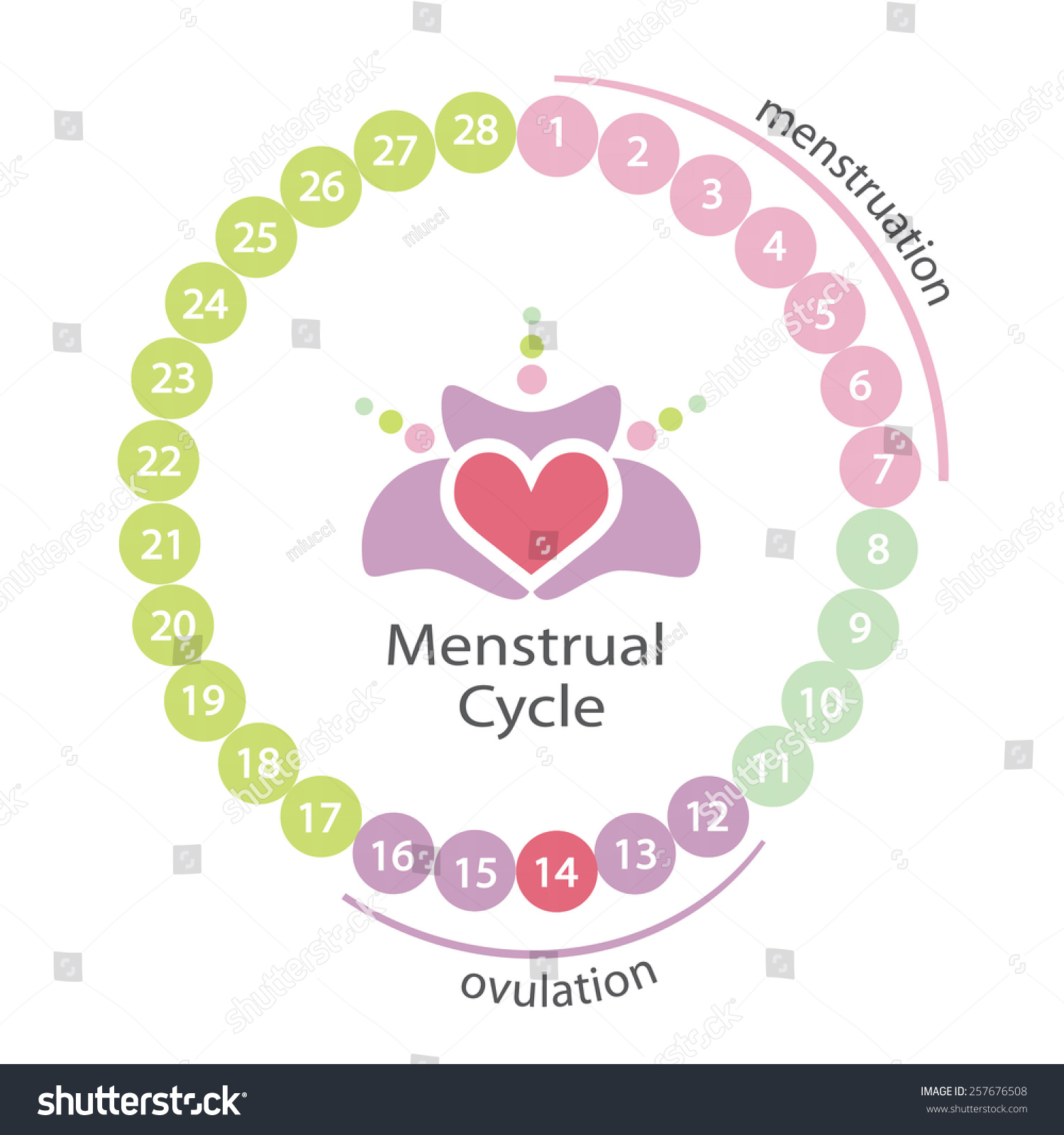 Menstrual Cycle. Eps 10 File. Stock Vector Illustration 257676508 ...