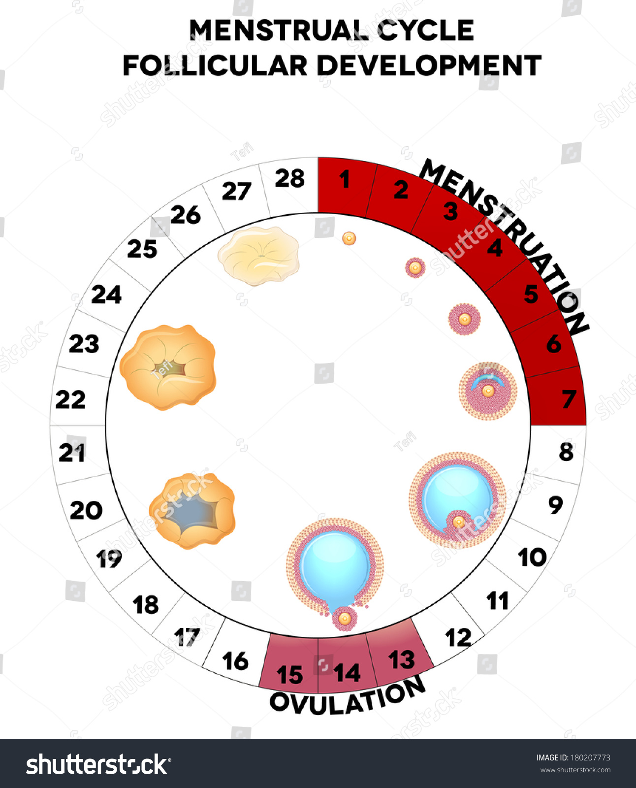 Menstrual Cycle Graphic Detailed Follicular Development Stock Vector ...