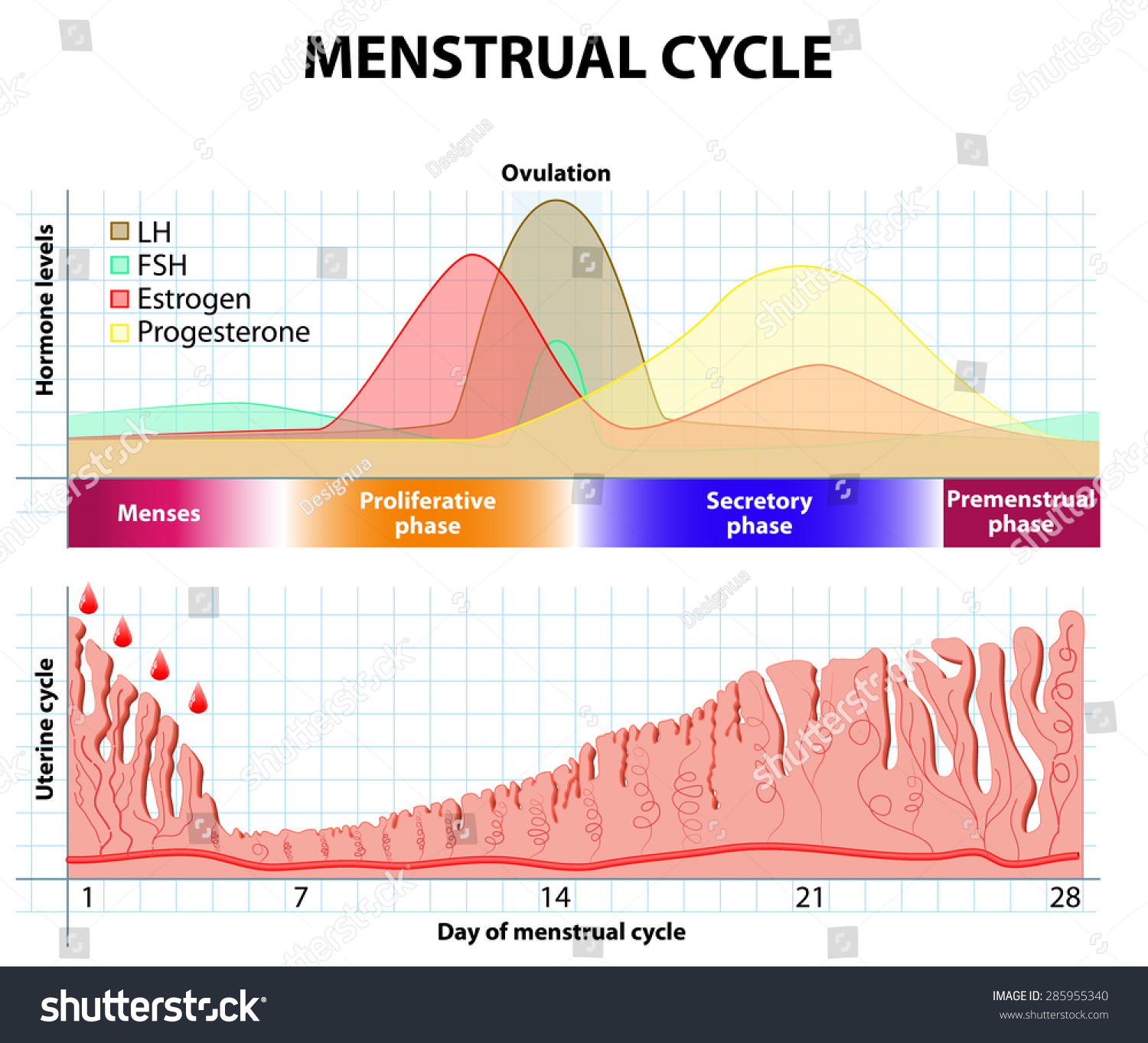 Menstrual Cycle Menstruation Follicle Phase Ovulation Stock Vector Royalty Free 285955340 1783