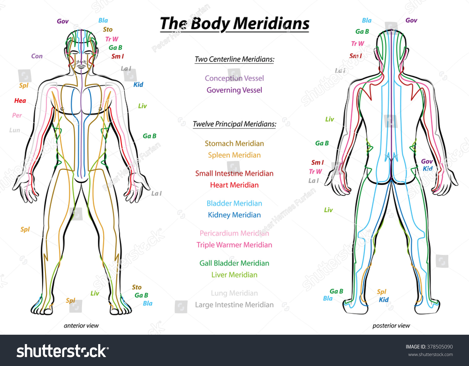 Meridian System Chart Male Body Principal Stock Vector (Royalty Free ...