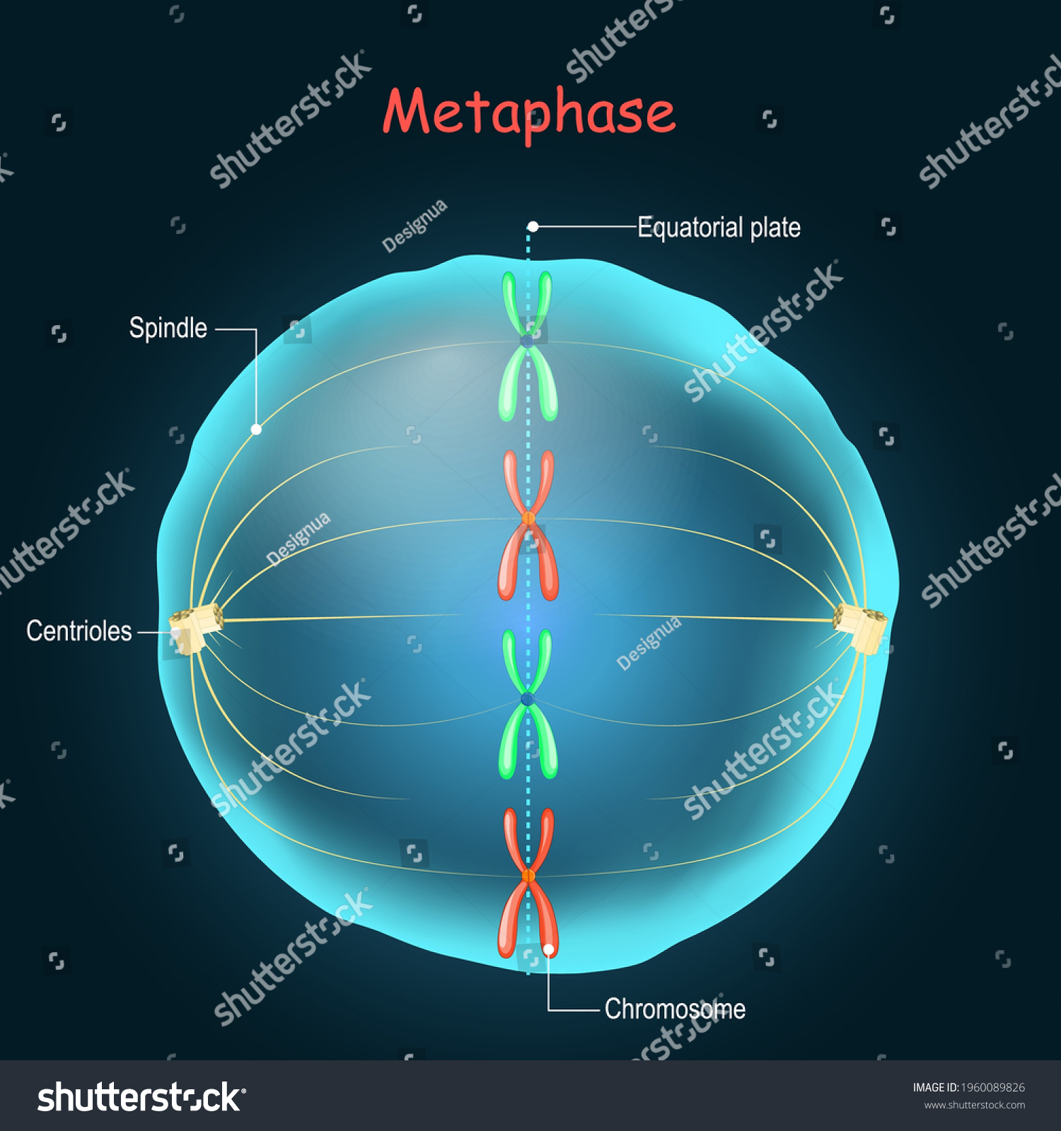 Metaphase Cell Division Sexuallyreproducing Stage Mitosis Stock Vector Royalty Free