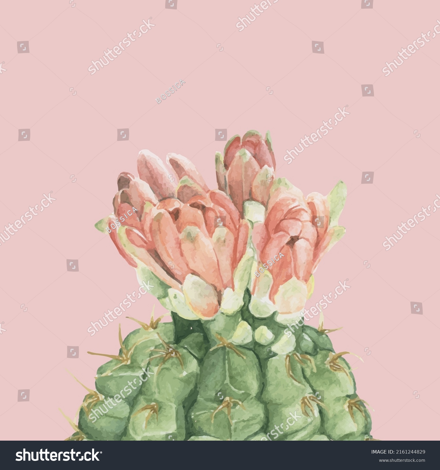 26 044 Spiny succulents Images Stock Photos Vectors Shutterstock 26 044 Spiny succulents Images Stock Photos Vectors Shutterstock