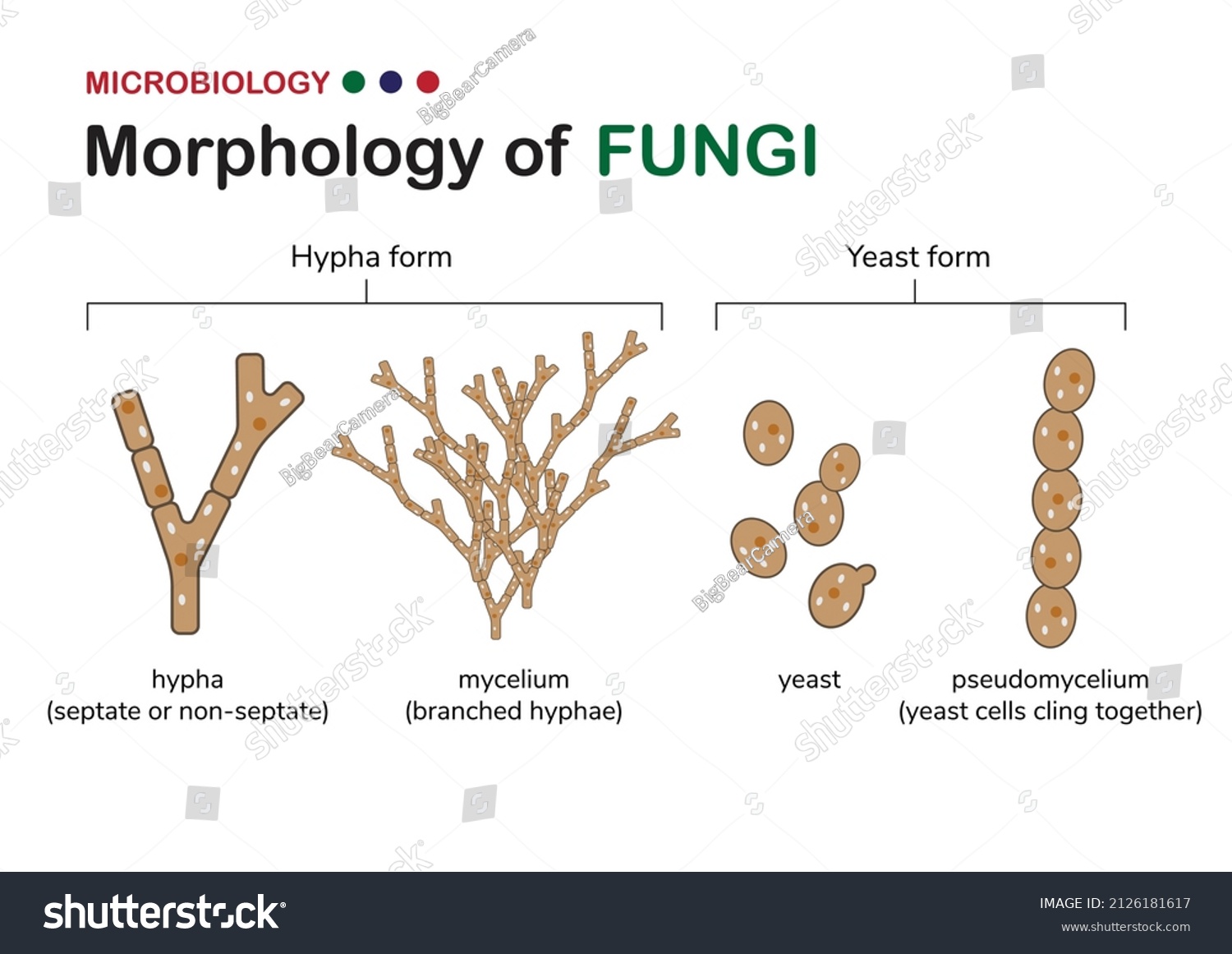 mycelium-hyphae-images-stock-photos-vectors-shutterstock