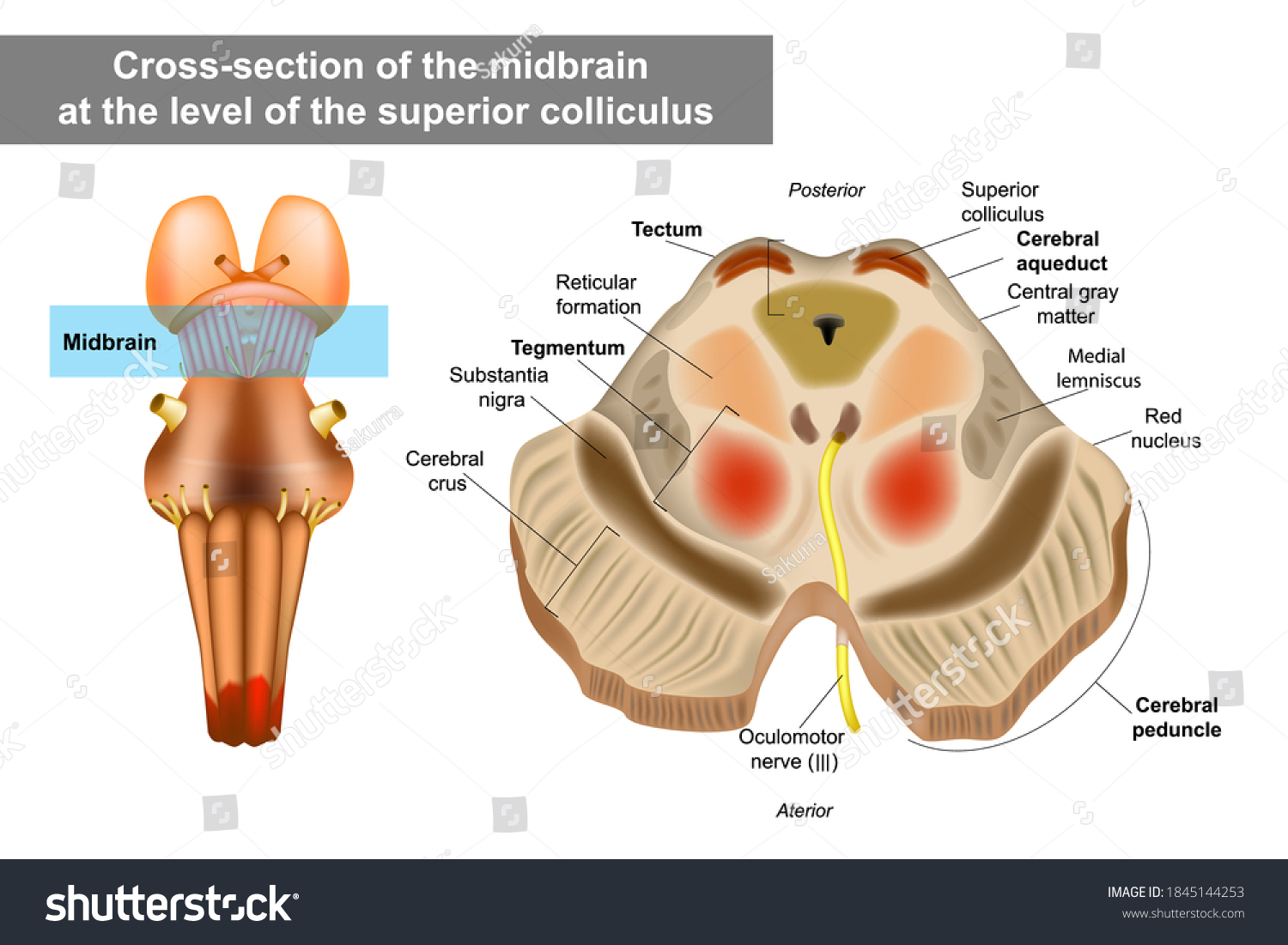 SVG of Midbrain or mesencephalon anatomy illustration. Cross-section of the midbrain at the level of the superior colliculus svg