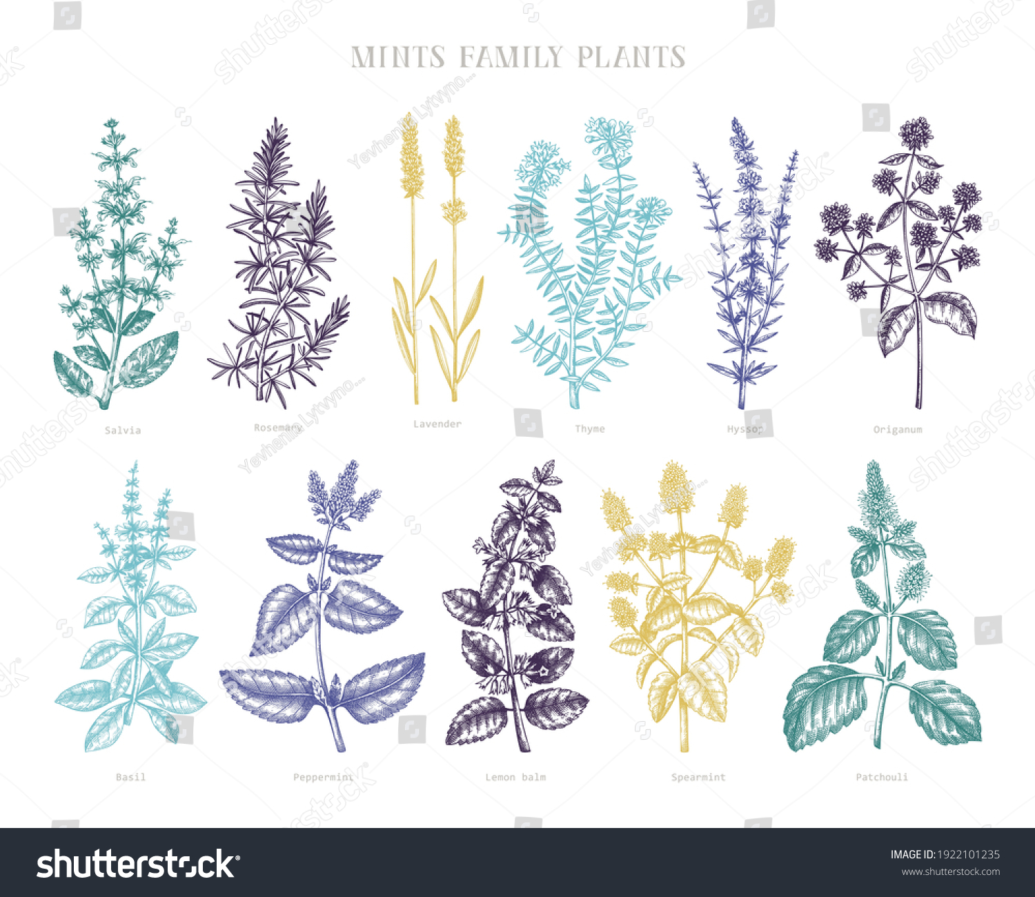 Mint Family Plants Illustrations Color Handsketched Stock Vector Mint Family Plants Illustrations Color Handsketched Stock Vector