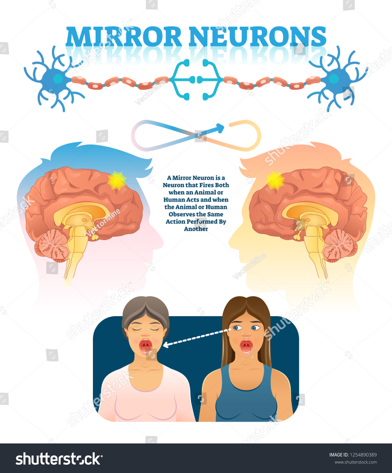 mirror-neurons-vector-illustration-medical-brain-1254890389