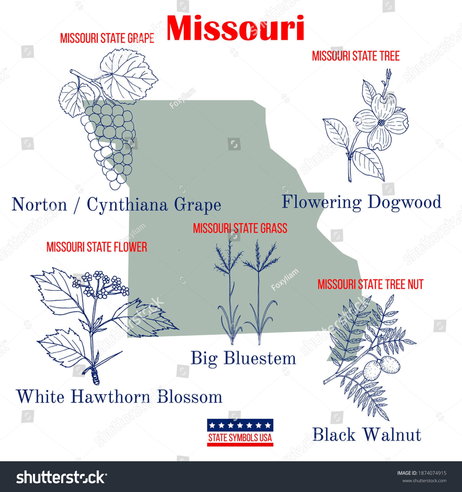 Missouri Set Usa Official State Symbols Stock Vector Royalty Free