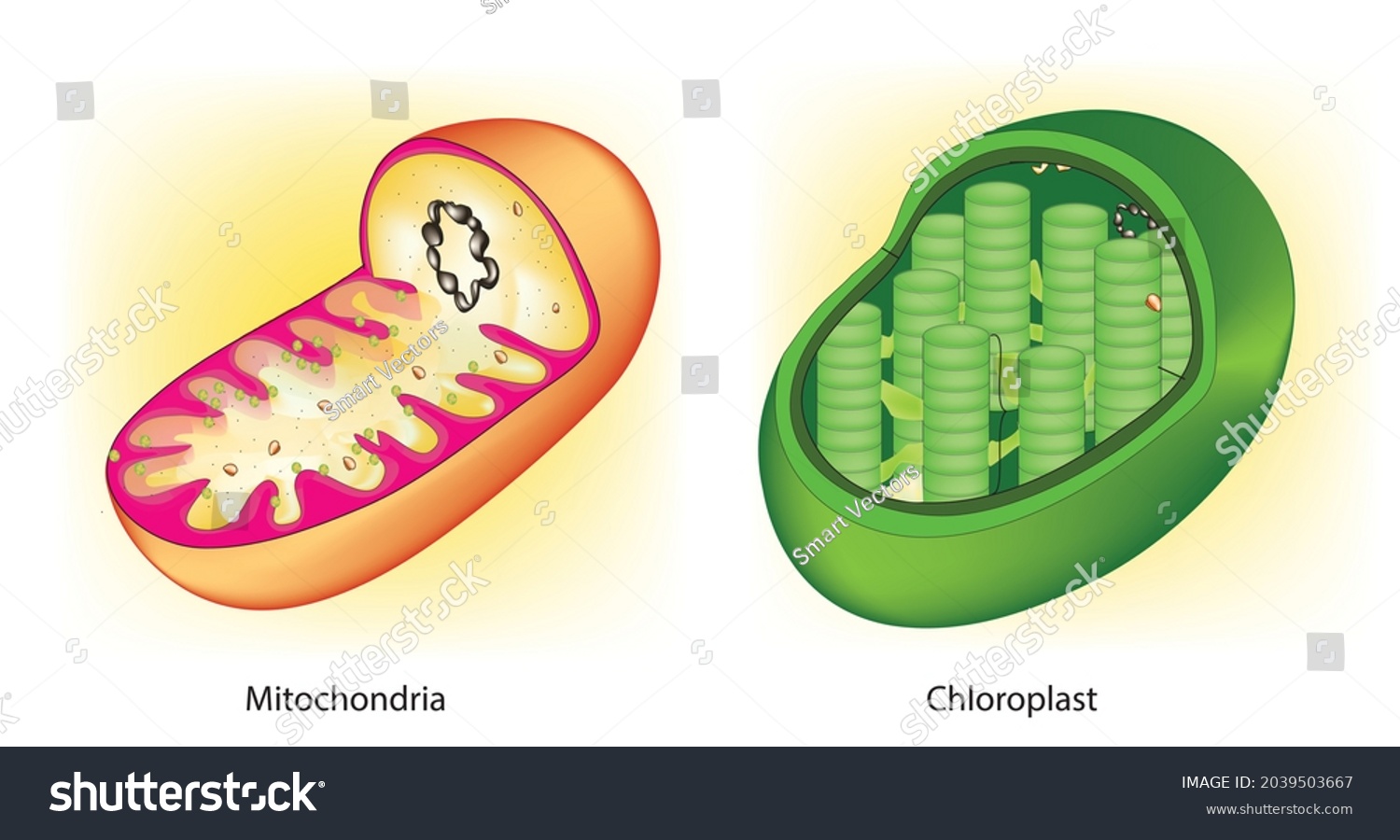 mitochondria-chloroplast-chloroplast-absent-animal-mitochondria-stock