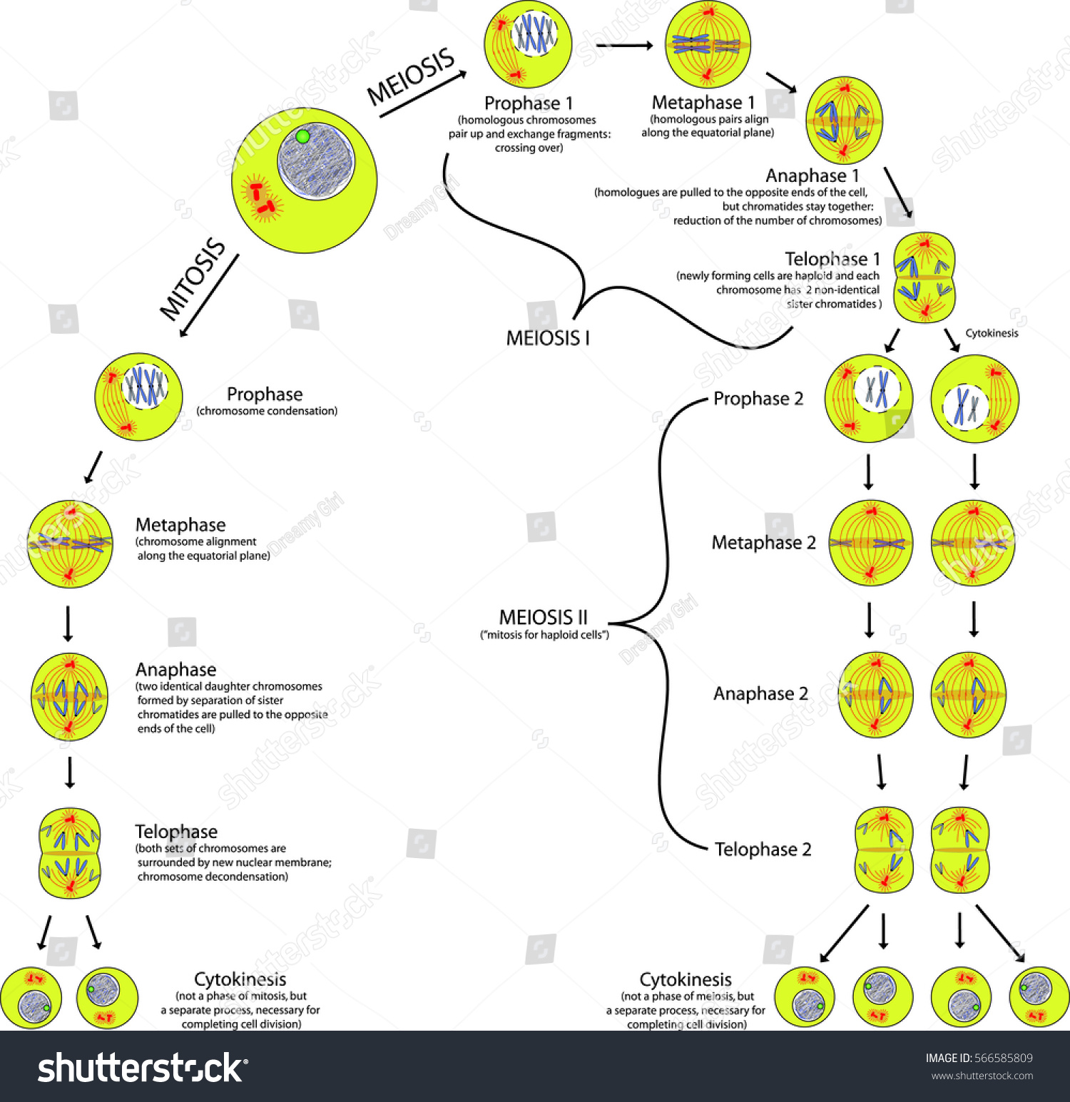 Meiosis And Mitosis Chart