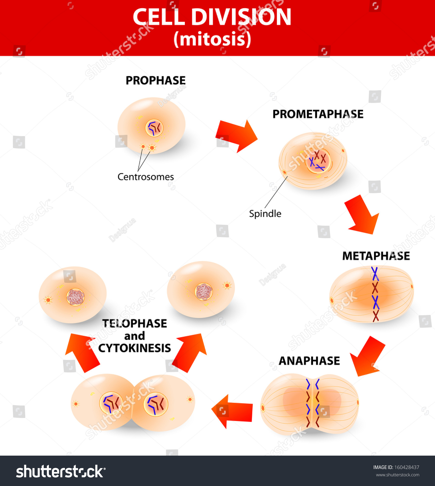Mitosis Process By Which Our Bodies Stock Vector 160428437 - Shutterstock