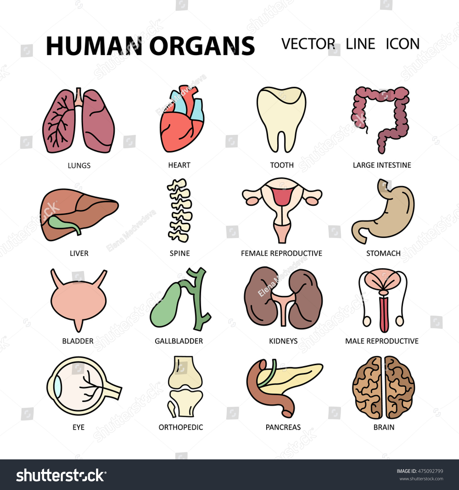 Modern Color Thin Line Icons On A Theme Medicine Human Internal Organs ...