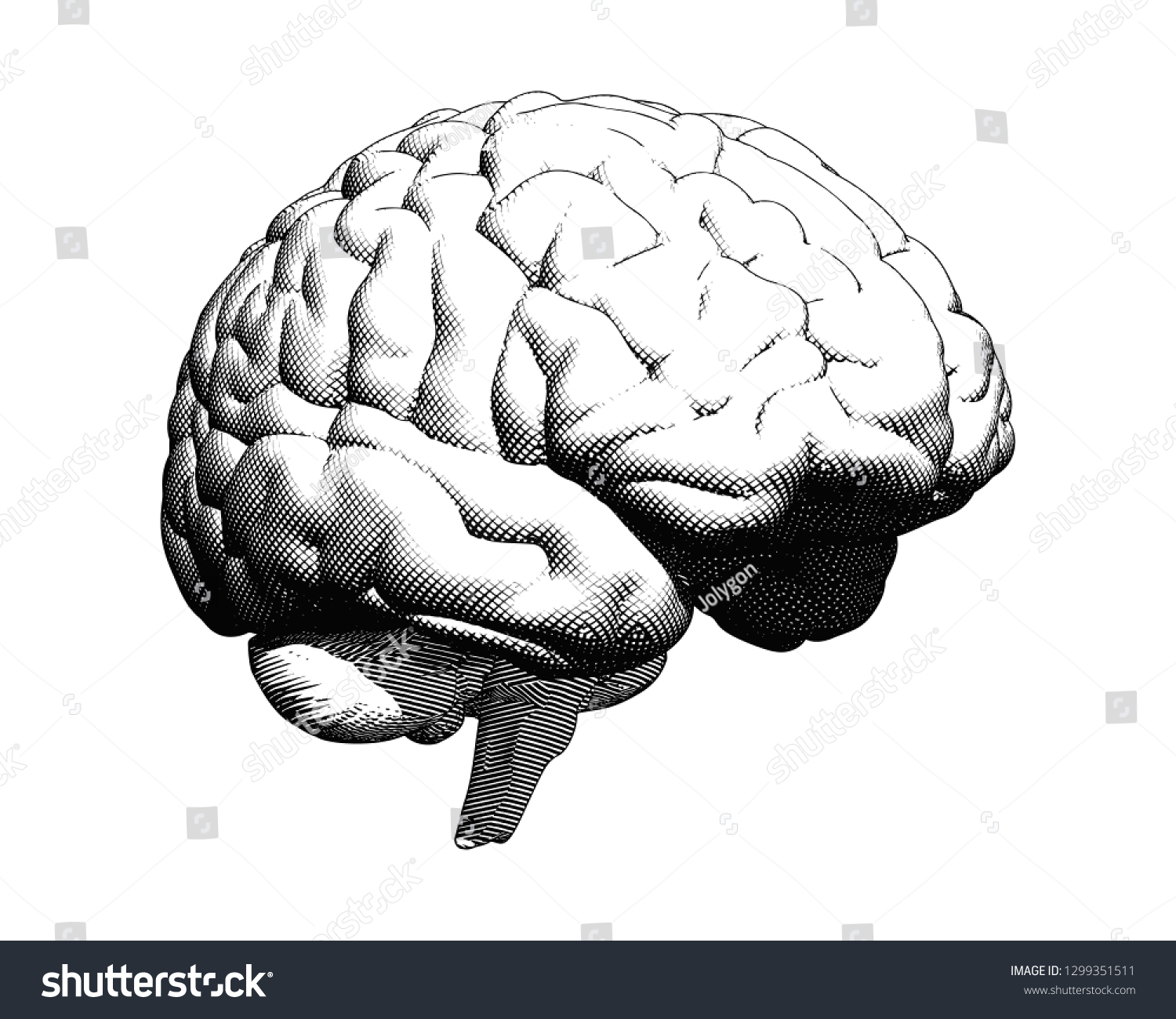 Monochrome Human Brain Crosshatch Engraving Perspective Stock Vector ...