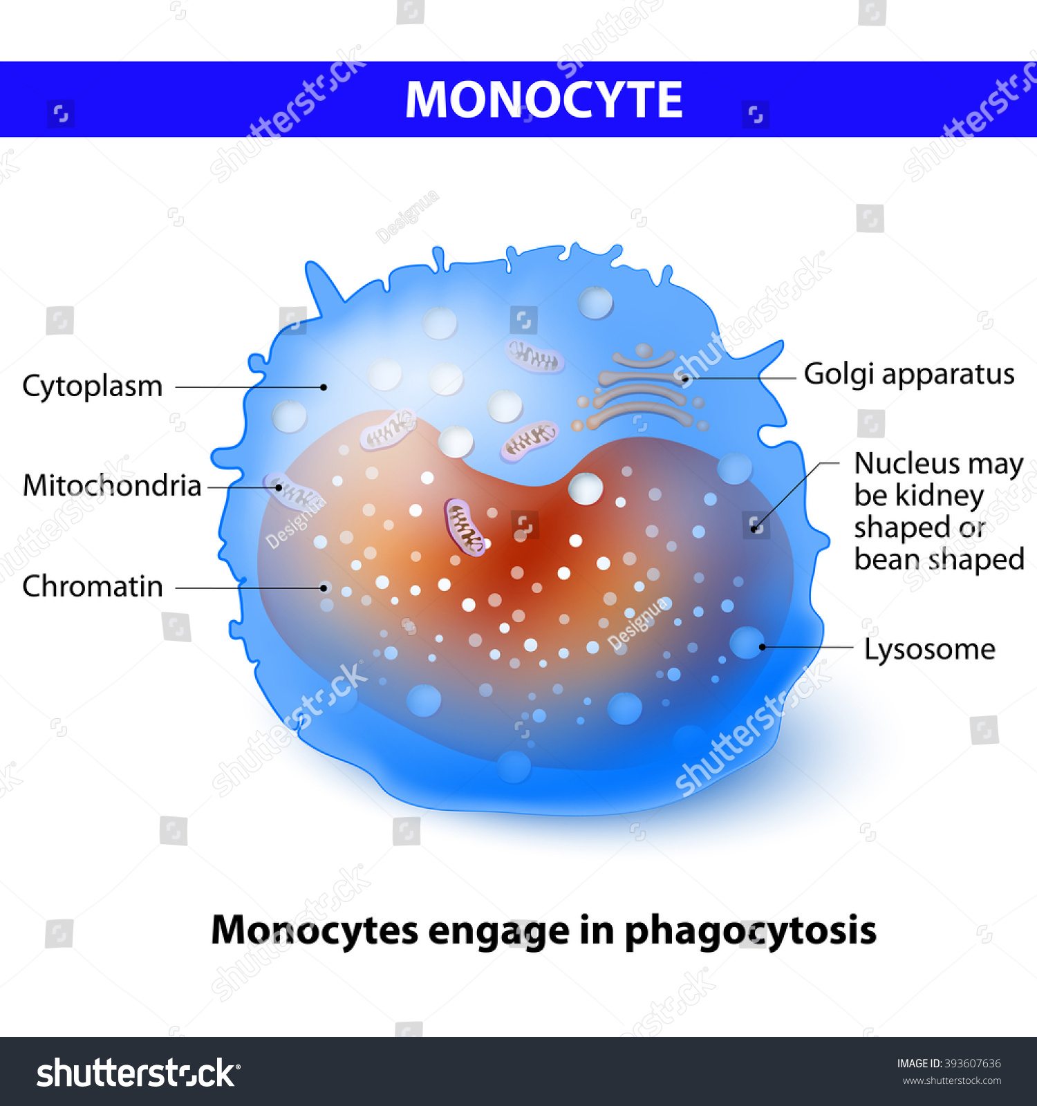 Monocyte Differentiate Into Macrophages Dendritic Cells Stock Vector ...