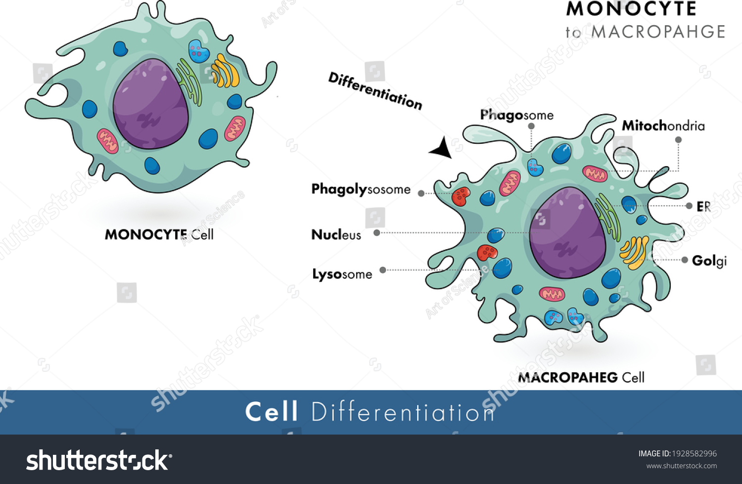 Monocyte Macrophage Differentiation Process Immune Phagocytic Vector