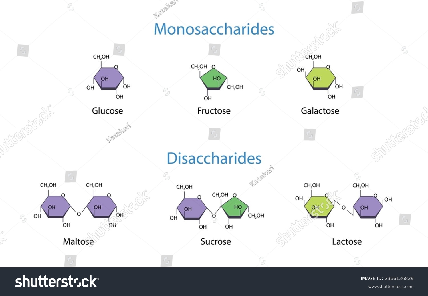 SVG of Monosaccharides and Disaccharides Scientific vector illustration svg