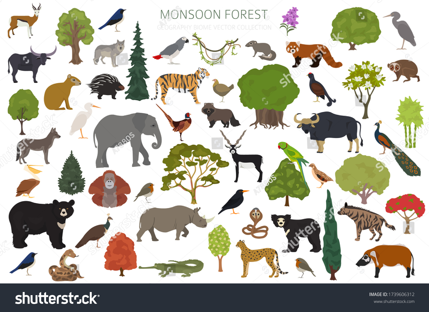 Monsoon Forest Biome Natural Region Infographic Stock Vector (Royalty ...