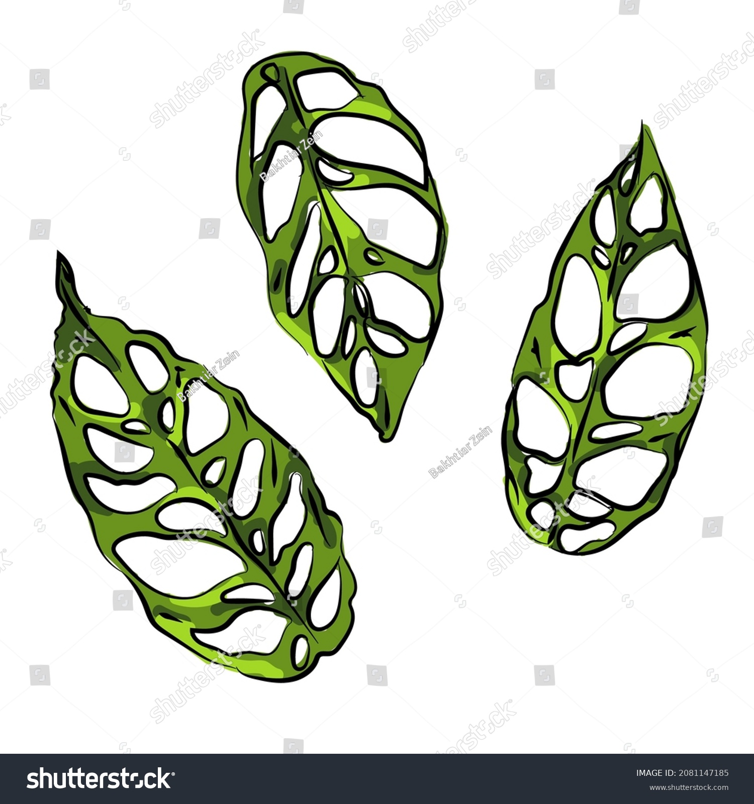 Monstera Obliqua Adensonii Swiss Cheese Plant Stock Vector (Royalty