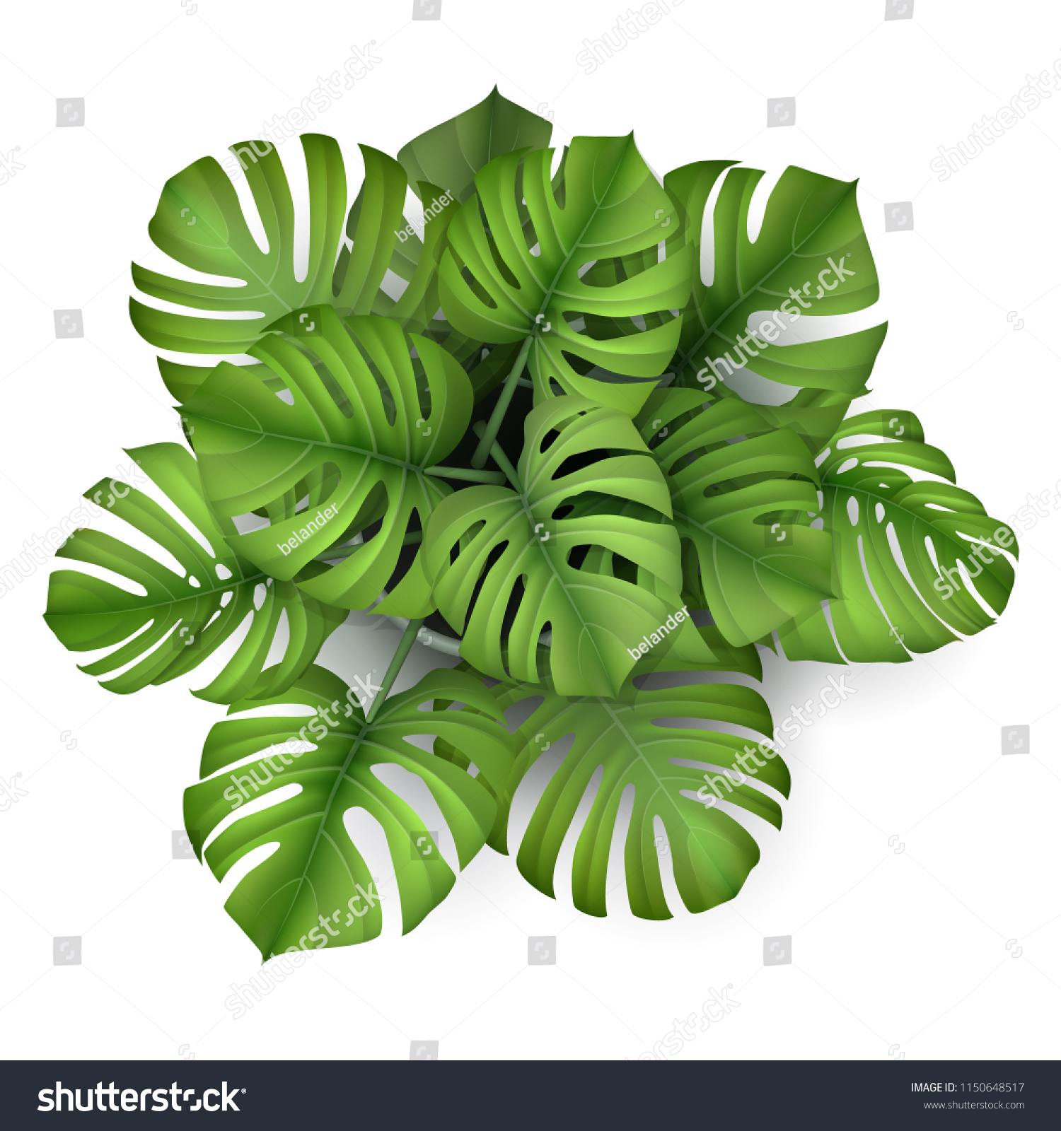 Monstera Plant Pot Top View Houseplant Stock Vector Royalty Free 1150648517<script async src=