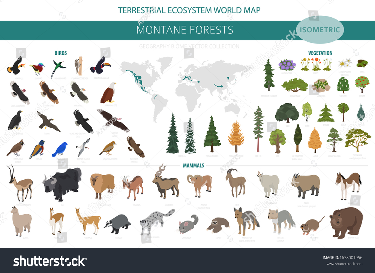 SVG of Montane forest biome, natural region infographic. Isometric version. Terrestrial ecosystem world map. Animals, birds and vegetations ecosystem design set. Vector illustration svg