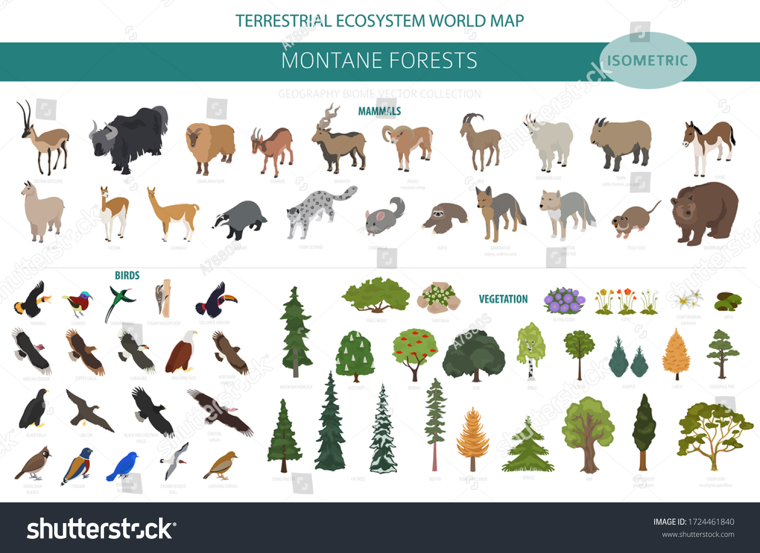 SVG of Montane forest biome, natural region infographic. Isometric version. Terrestrial ecosystem world map. Animals, birds and vegetations ecosystem design set. Vector illustration svg