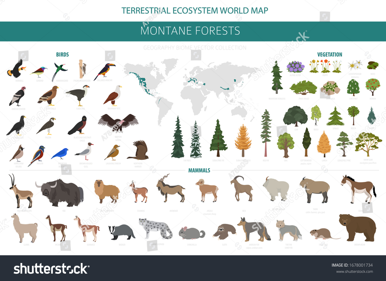 SVG of Montane forest biome, natural region infographic. Terrestrial ecosystem world map. Animals, birds and vegetations ecosystem design set. Vector illustration svg