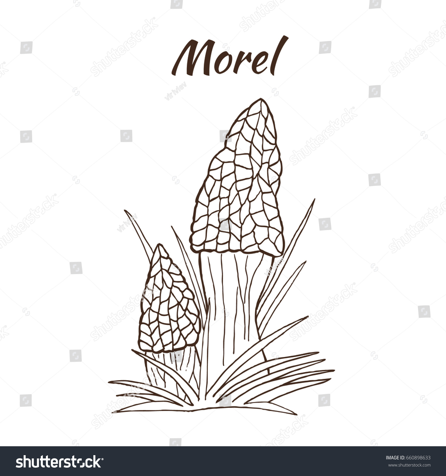 Morel Mushrooms Nature Coloring Page Hand Stock Vector Royalty Free 660898633