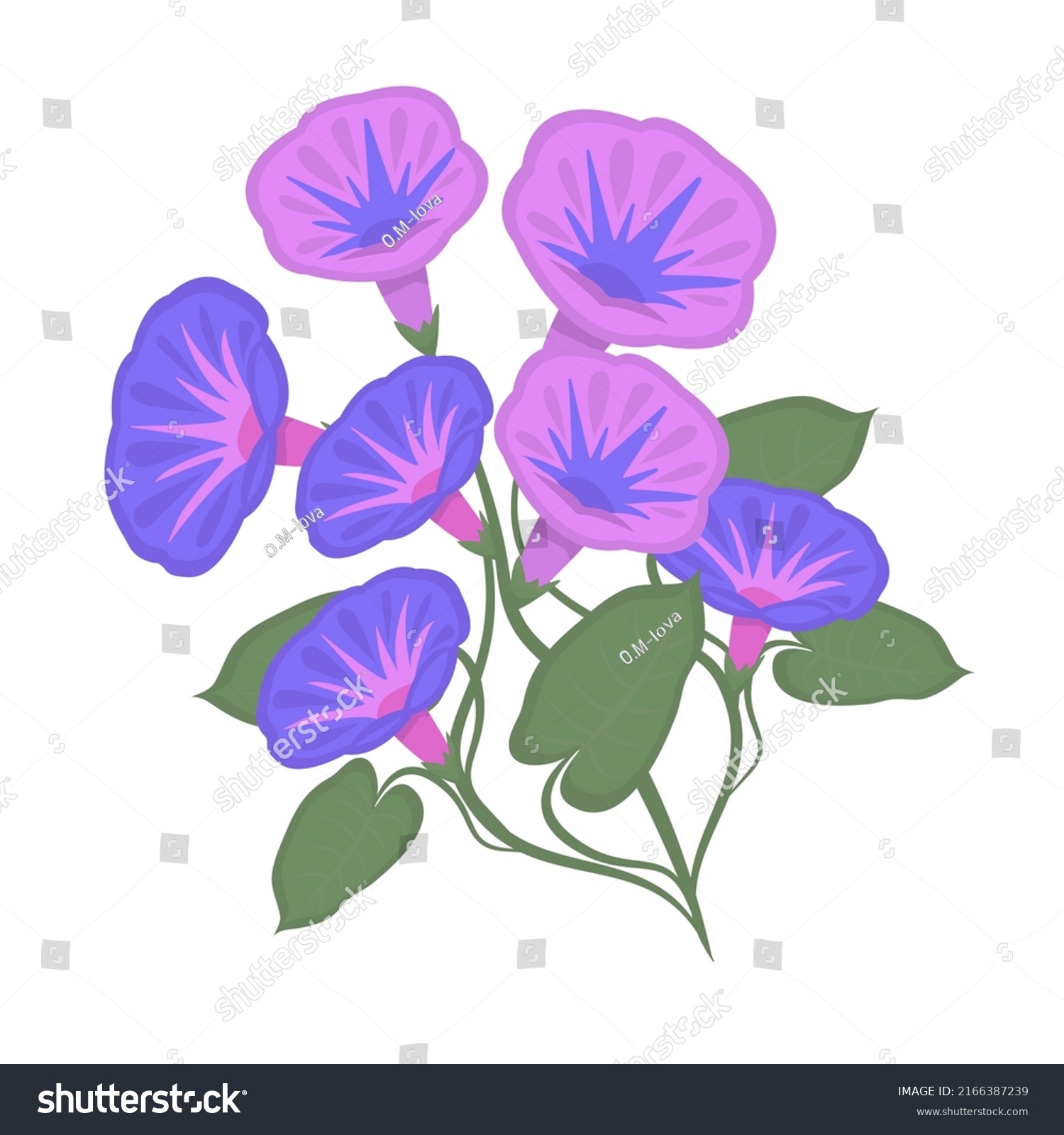 Morning Glories Colorful Flowers Steam Leaves Stock Vector (Royalty ...