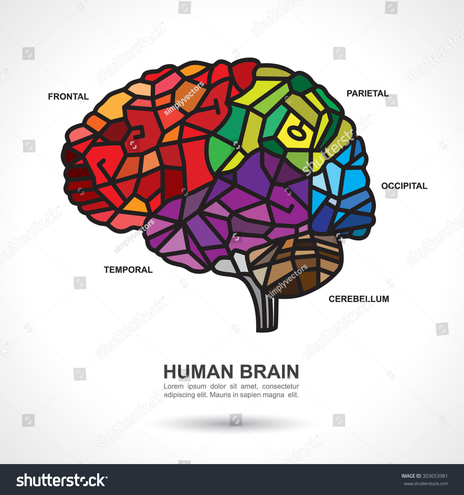 Mosaic Human Brain Art Text On Stock Vector Royalty Free 303653981